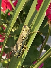 Melanoplus differentialis