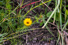 Berkheya insignis