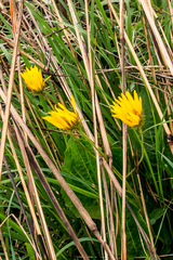 Berkheya speciosa