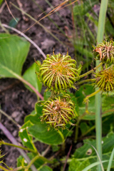Berkheya speciosa