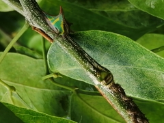 Umbonia crassicornis