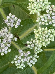Eupatorium perfoliatum