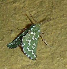 Drepanogynis bifasciata