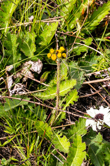 Berkheya umbellata