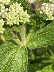Eupatorium perfoliatum