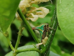 Umbonia crassicornis