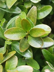 Buxus sempervirens