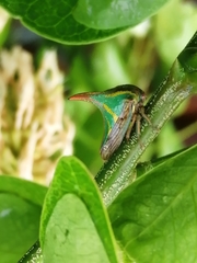 Umbonia crassicornis