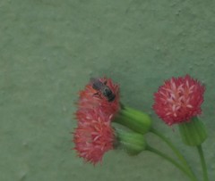 Plebeia