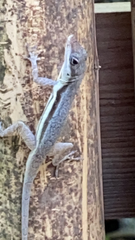 Anolis opalinus