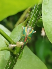 Umbonia crassicornis