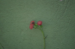 Plebeia