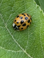 Harmonia axyridis