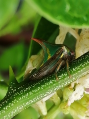 Umbonia crassicornis