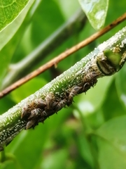 Umbonia crassicornis