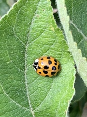 Harmonia axyridis