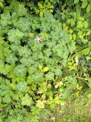 Geranium endressii