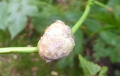 Lasioptera rubi