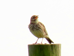 Galerida magnirostris magnirostris