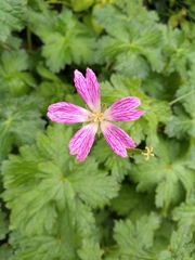 Geranium endressii