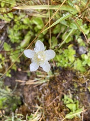 Parnassia cirrata intermedia