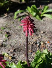 Veltheimia bracteata