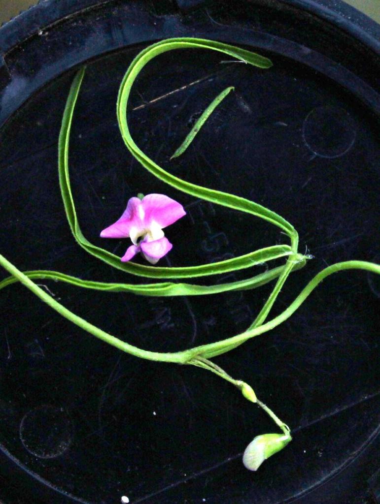 Thin Butterflypea