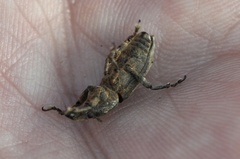 Lixus acutipennis