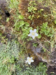 Parnassia cirrata intermedia
