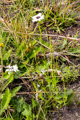 Callilepis laureola
