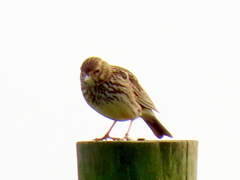 Galerida magnirostris magnirostris