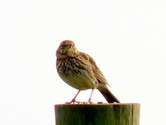 Galerida magnirostris magnirostris