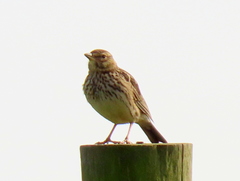 Galerida magnirostris magnirostris