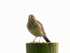 Galerida magnirostris magnirostris