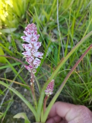 Lachenalia bachmannii
