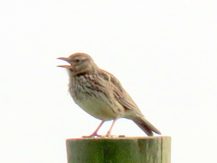 Galerida magnirostris magnirostris