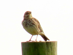 Galerida magnirostris magnirostris