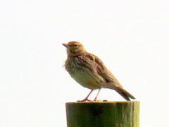 Galerida magnirostris magnirostris