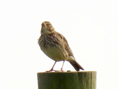 Galerida magnirostris magnirostris