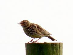 Galerida magnirostris magnirostris