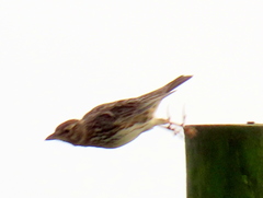 Galerida magnirostris magnirostris