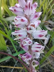 Lachenalia bachmannii