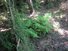 Hypolepis sparsisora