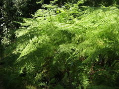 Hypolepis sparsisora