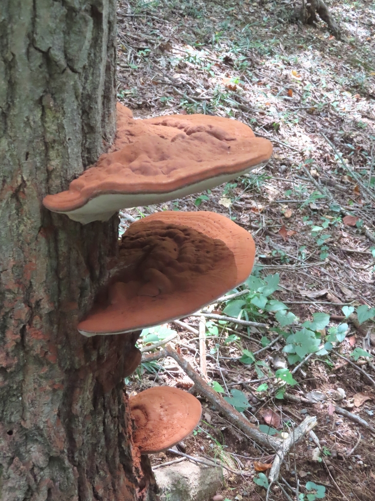 Ganoderma applanatum · August 2021 · photo: © mami_t_t (iNaturalist, cc-by)