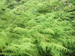 Hypolepis sparsisora