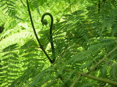 Hypolepis sparsisora