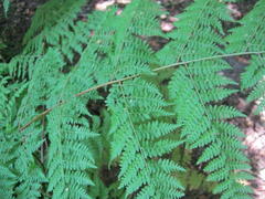 Hypolepis sparsisora