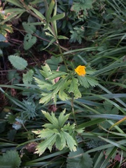 Ranunculus caucasicus