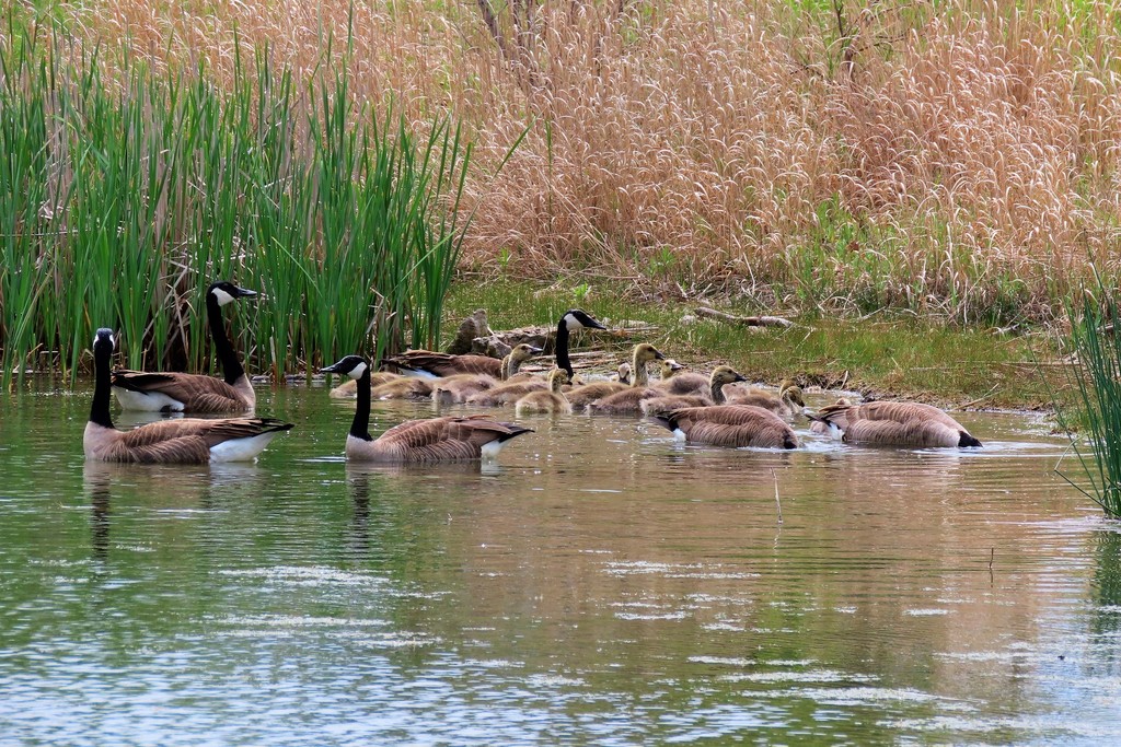 Canada Goose from Columbia Lake, Waterloo, ON N2L, Canada on May 23